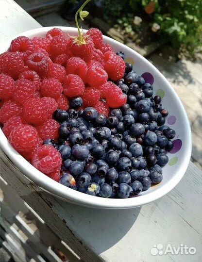 Ягода голубика самая сладкая домашняя садовая