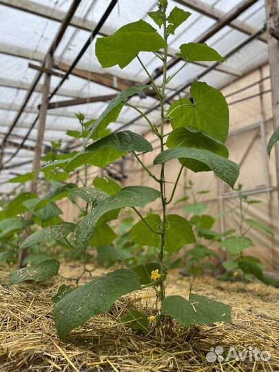 Биоудобрение жидкое