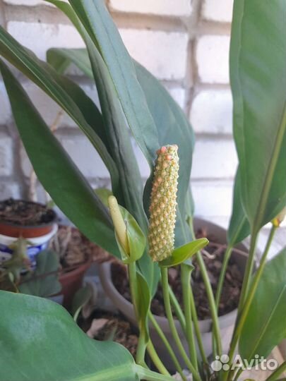 Антуриум Бейкера