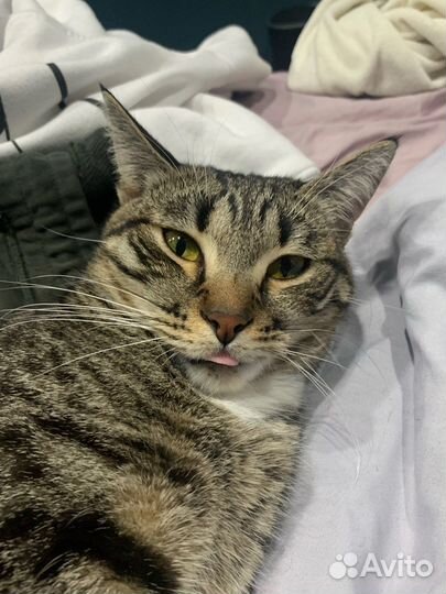 Кошка в дар