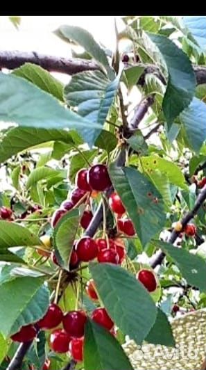 Домашние яйца, Тыквенный сок, Компот