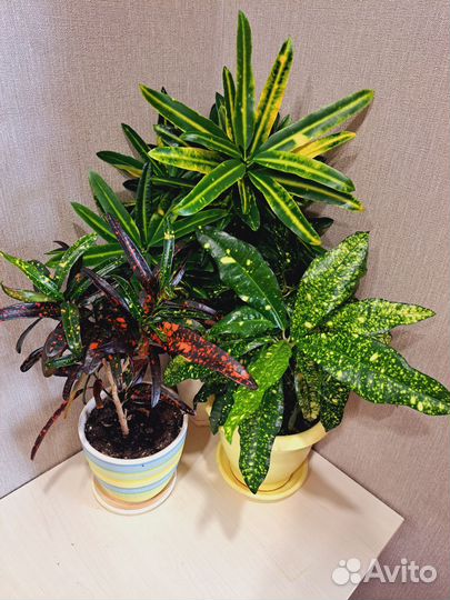 Кротоны сортовые