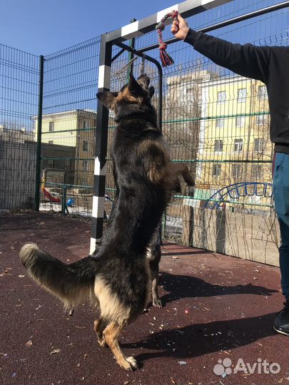 Собака в добрые руки отдам бесплатно