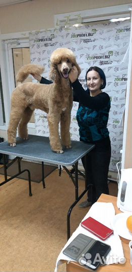 Стрижка собак мелких и средних породы и кошек