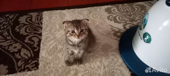 Британская вислоухая кошка