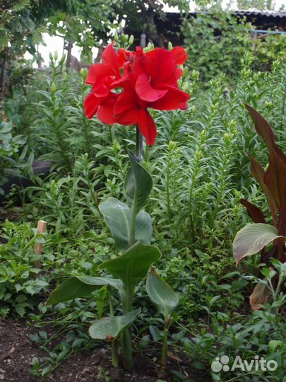 Многолетние растения