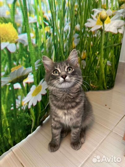 Пушистый красивый котенок бесплатно