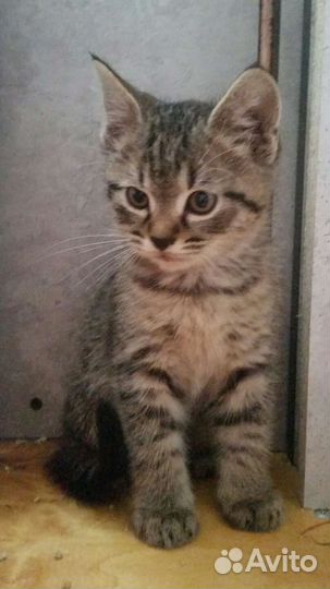 Котята британцы полукровки