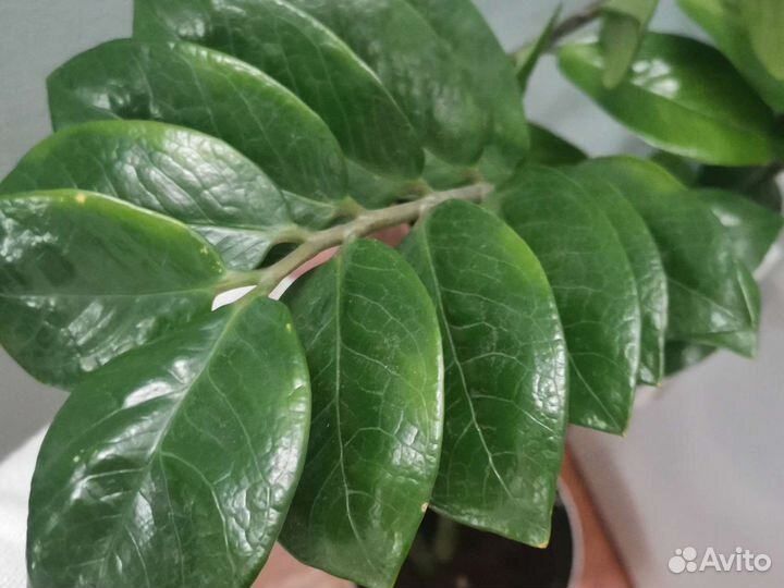 Замиокулькас