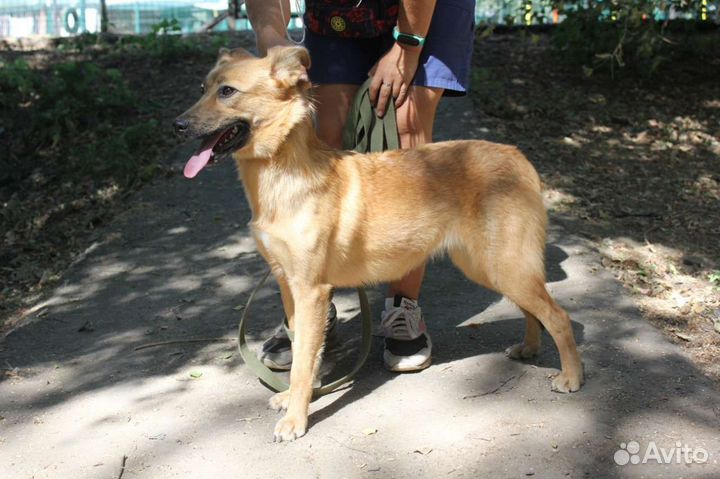 Крохотная девочка Меренга скучает в приюте