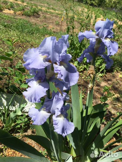 Ирисы