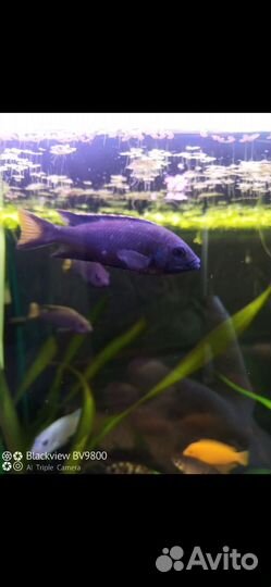 Аквариумные рыбки цихлиды