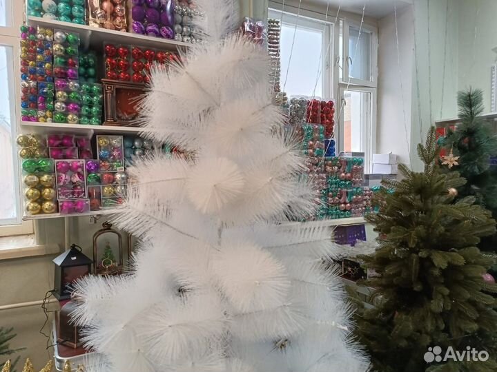 Сосна белая