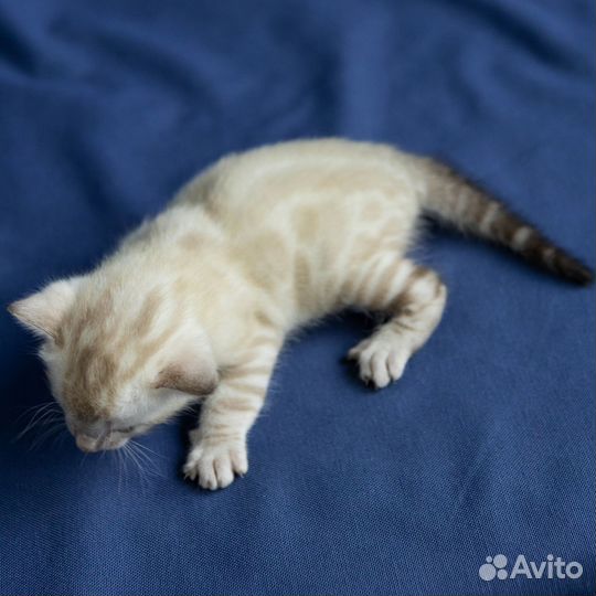 Котята манчкин генетта
