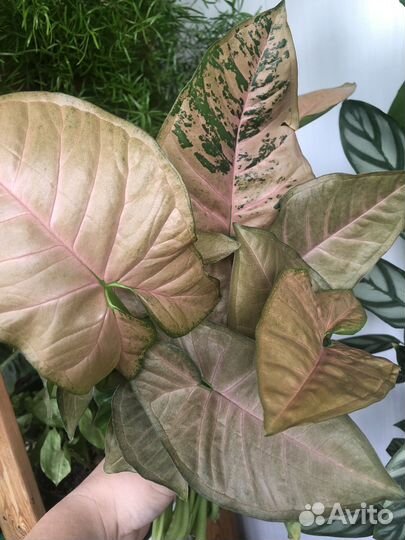 Сингониум пинк флекед