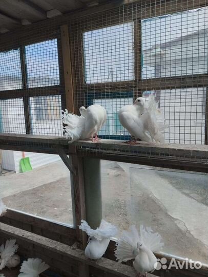 Голуби павлины