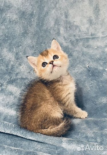 Девочка шотландская