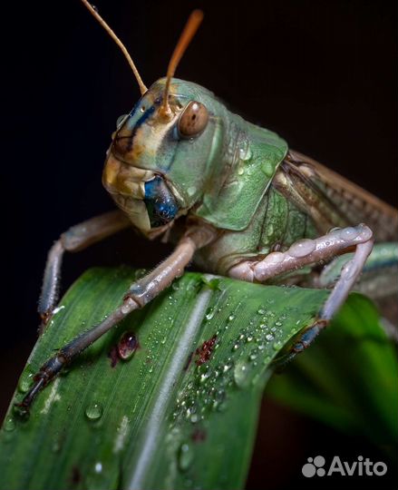 Продам tamron 90mm f2. 8 macro для Nikon