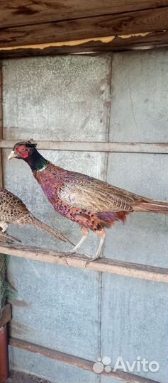 Фазан охотничий