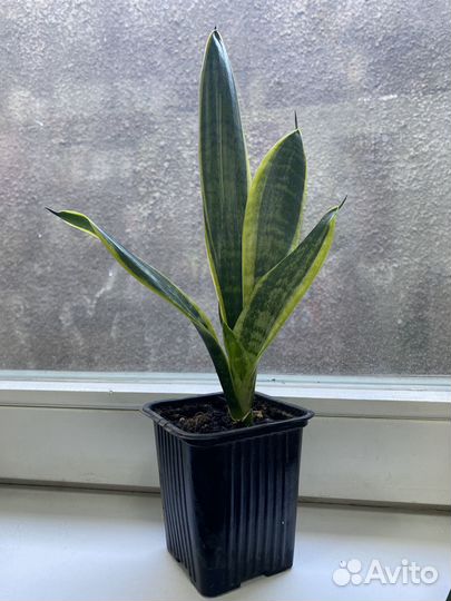 Сансевиерия