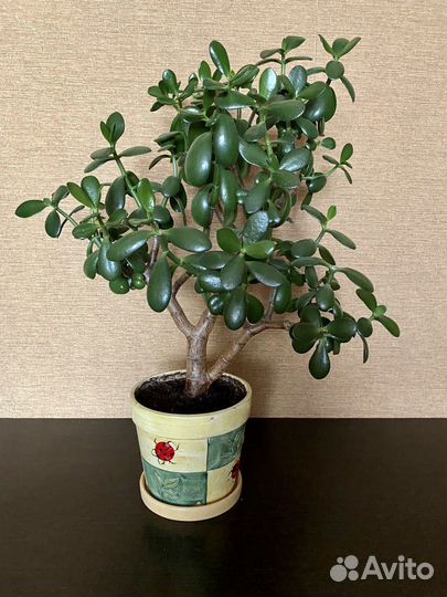 Цветы Крассула (толстянка денежное дерево)