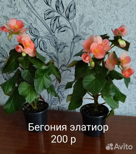 Бегонии, фиалка