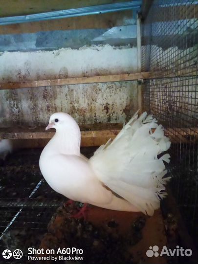 Голуби Павлины