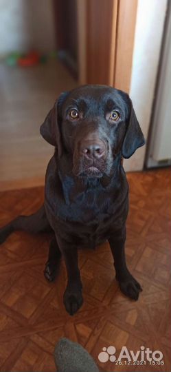 Щенки лабрадора