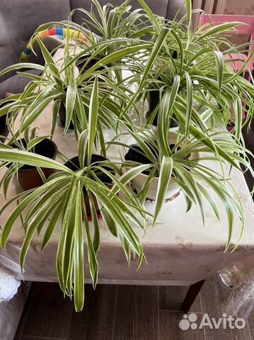 Хлорофитум цветы жеское счатье