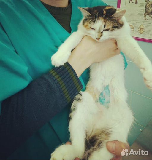 Ветеринарный врач