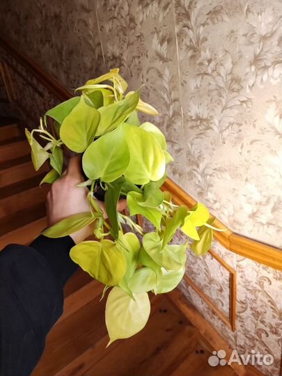 Филодендрон лимон лайм