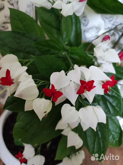 Клеродендум