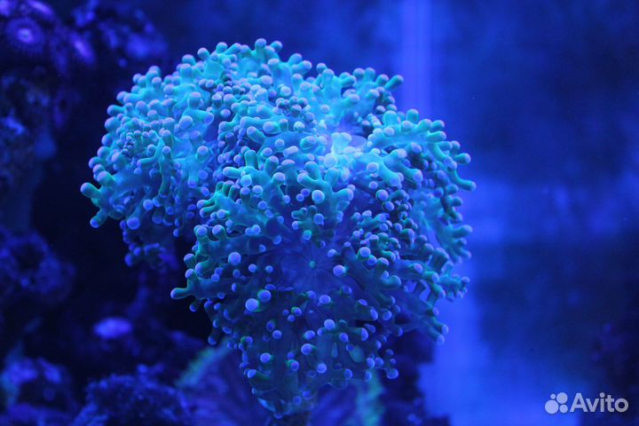 Живые кораллы для морского аквариума
