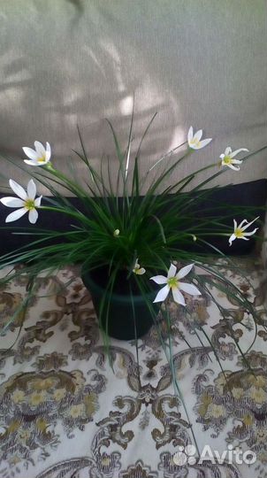 Зефирантес белый