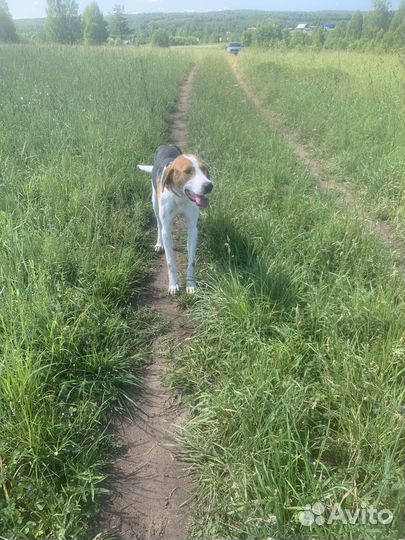 Русская пегая гончая