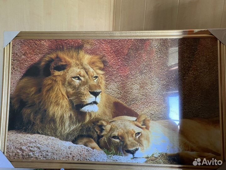 Картина в раме ''Львы''