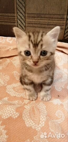 Бенгальская кошка бесплатно