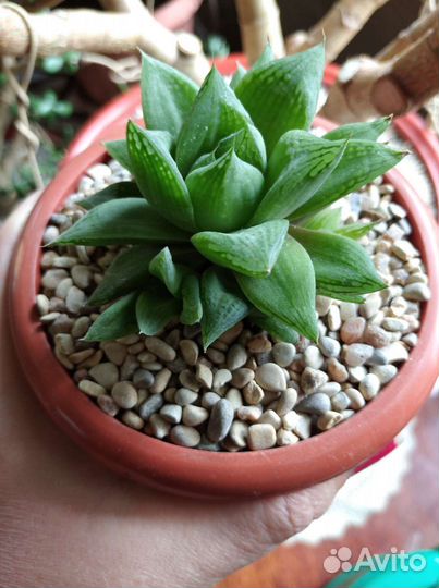 Хавортия ладьевидная