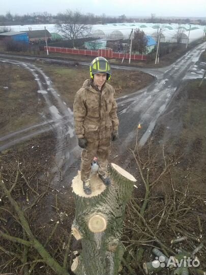 Спил деревьев