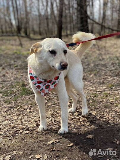 Добрый-добрый Сахарок