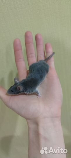 Декоративная мышь кудрявая