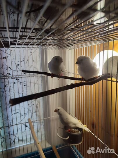 Зебровые амадины