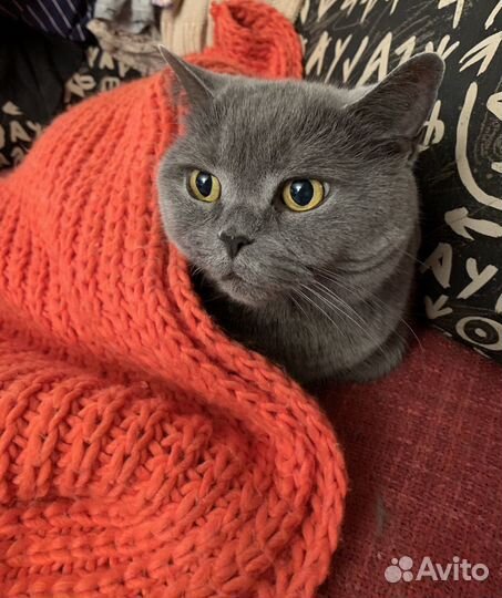 Британская кошка