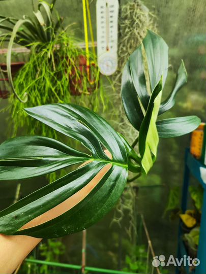 Эпипремнум драгон тейл (хвост дракона)