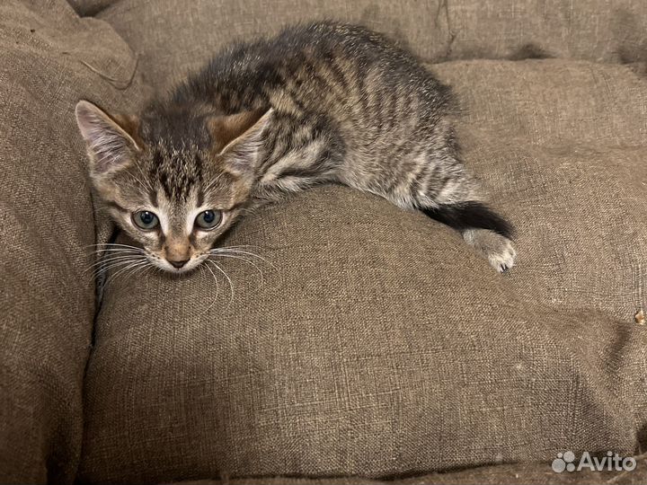 Кошка в дар