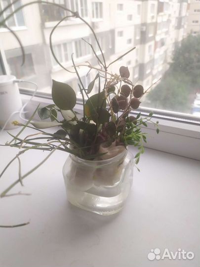 Хойя ретуза, лакуноза, куртиси