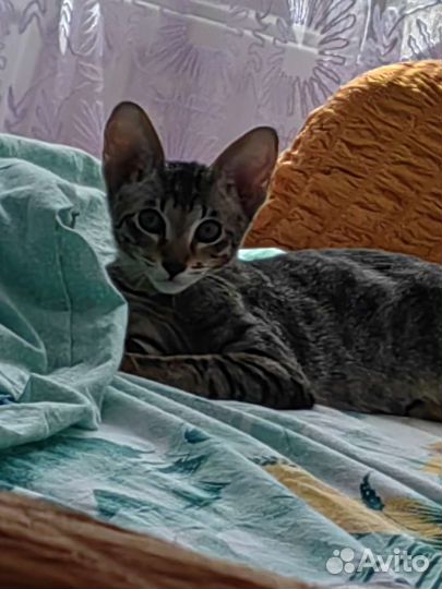 Ориентальный котенок