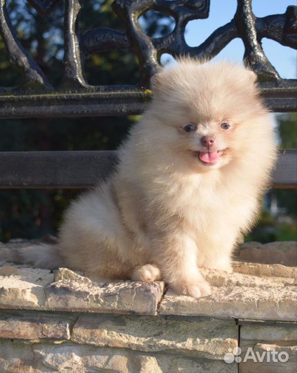 Лиловая мраморная