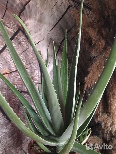 Алоэ лечебный