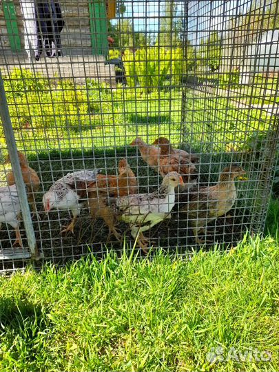 Куры цыплята